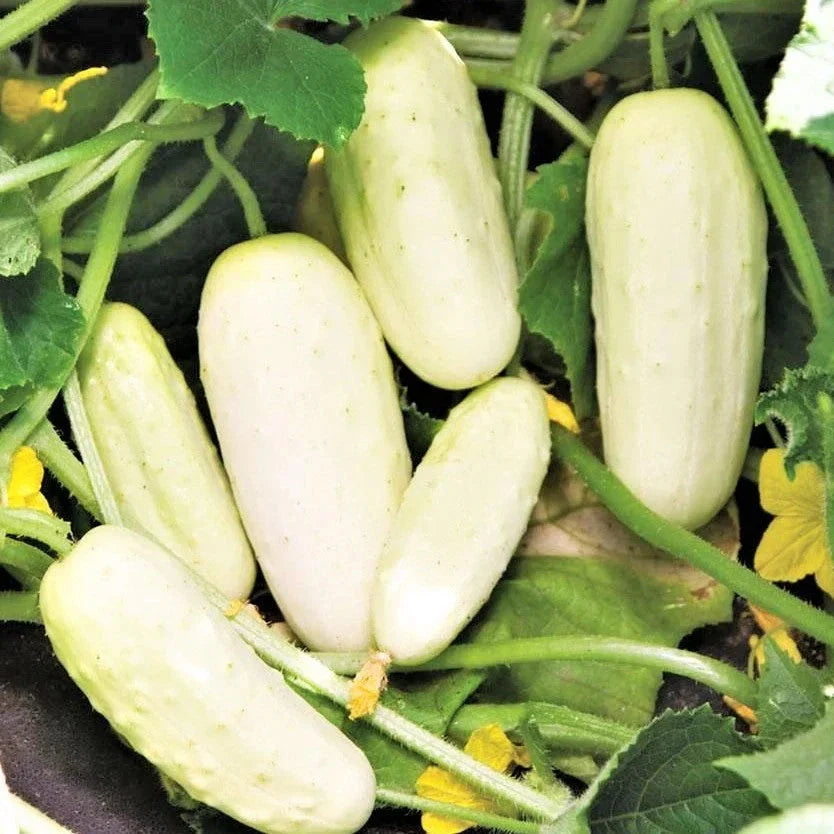 White Wonder Cucumber Seeds - 50+ Heirloom Non-GMO, Ivory King Long, Cucumis sativus, for Fresh Eating & Pickling