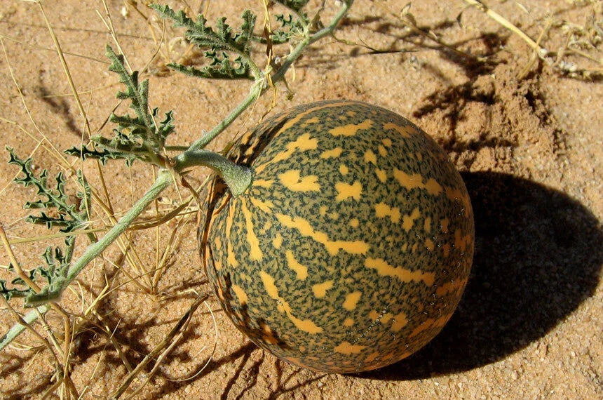 Colocynth Bitter Apple Seeds - Citrullus colocynthis - Exotic Climbing Vine for Ornamental and Wildlife Gardens - 15 Seeds