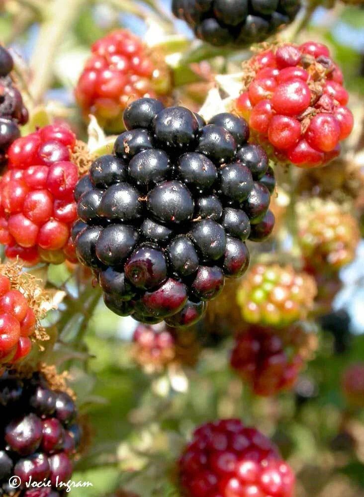 Wild Blackberry Bush Cuttings Set of 12 | Unrooted Rubus fruticosus for Gardening & Landscaping