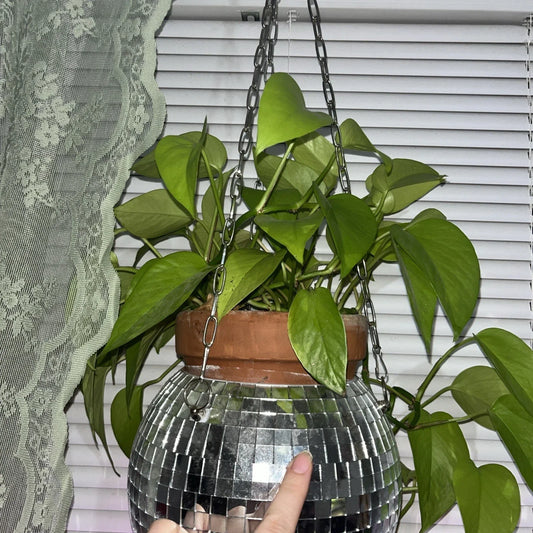 Neon Pothos Cuttings – 3 Healthy Propagation Plants – Epipremnum aureum Bright Green Indoor Plant Collection