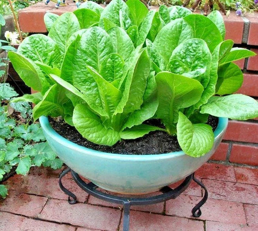 Organic Buttercrunch Lettuce Seeds for Containers, Lactuca sativa, Fast Germination, Non-GMO, Salad Greens Seed Packet
