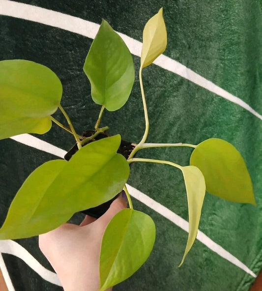 Neon Pothos Plant 6-Inch Potted Epipremnum aureum Indoor Houseplant Trailing Green Foliage