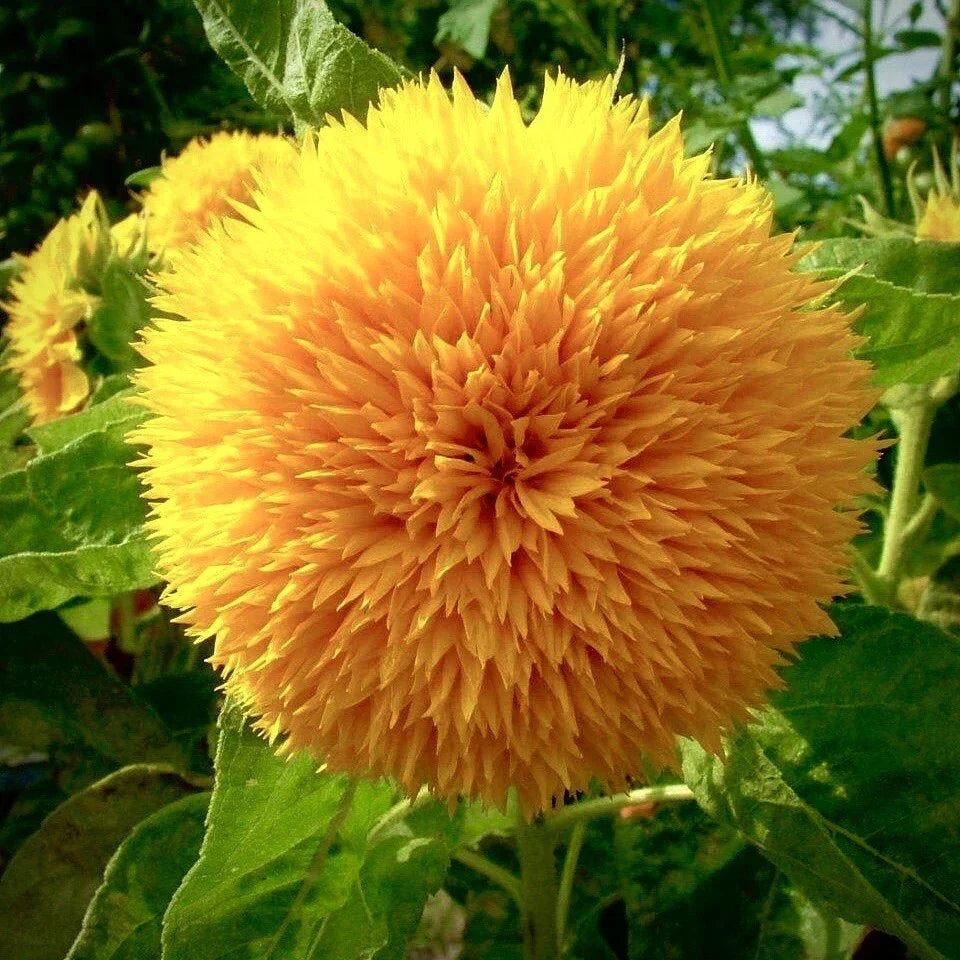 Dwarf Teddy Bear Sunflower Seeds - Non-GMO Heirloom Helianthus annuus for Containers & Gardens, Rare Fluffy Sunflowers, Pollinator Attracting