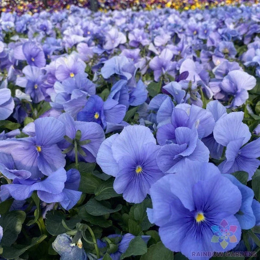 Matrix True Blue Pansy Seeds - Viola tricolor var. hortensis - 200+ Premium Seeds for Garden Beds & Containers
