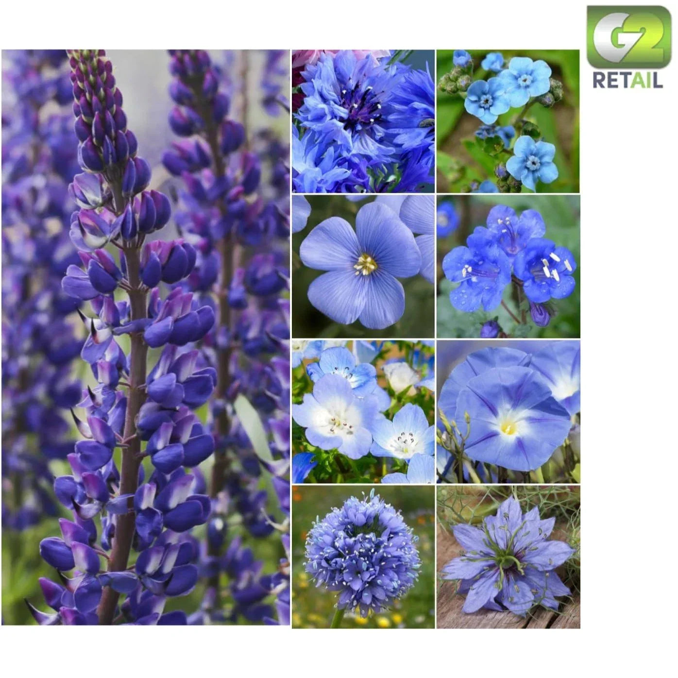 Dazzling Blue Wildflower Seeds – 30,000 Count Mix for Gardens – Easy to Grow Annual & Perennial Flowers