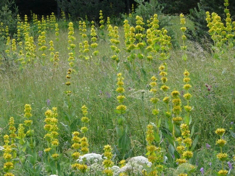 Gentiana lutea Seeds - Yellow Flower Perennial Herb for Garden, 30 Seeds