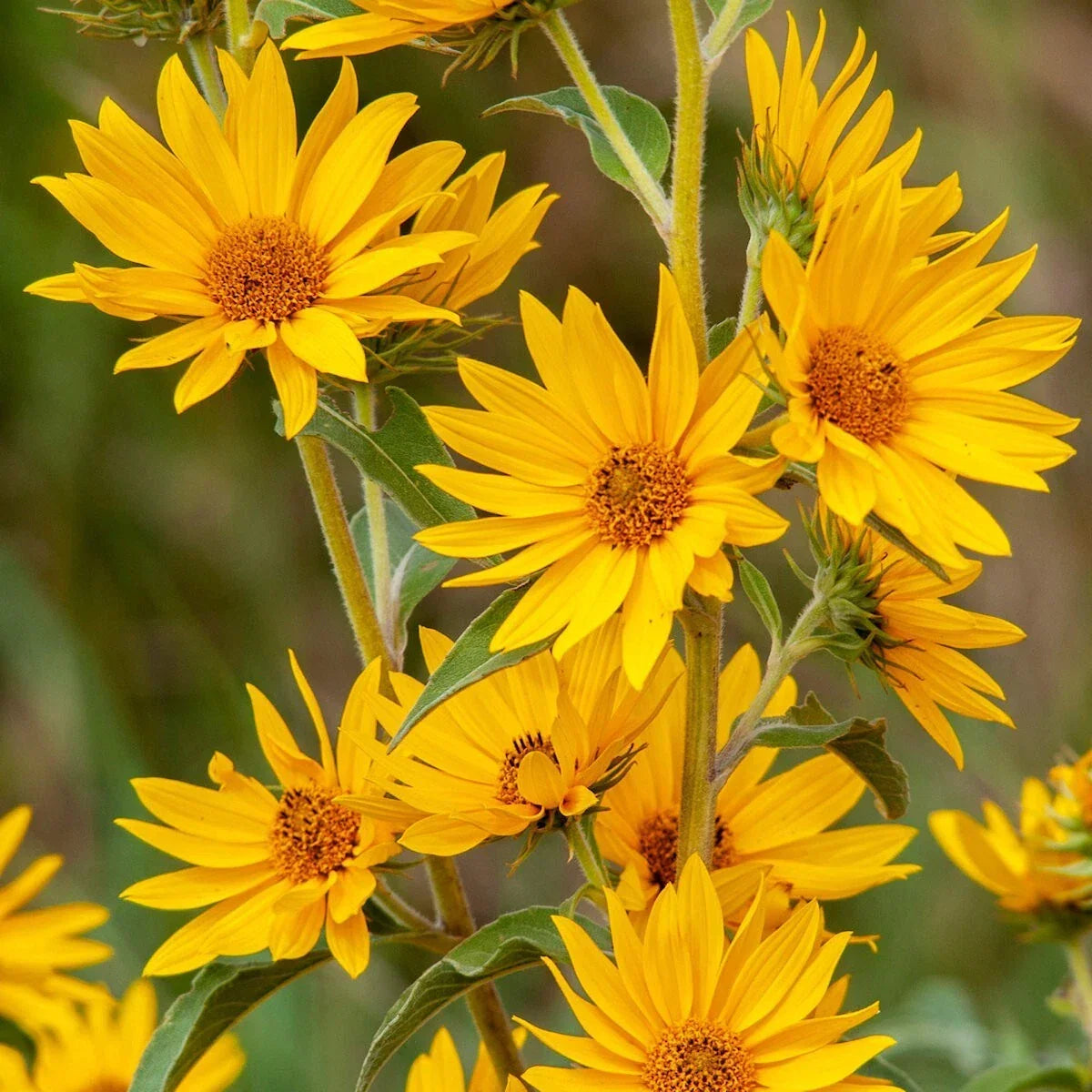 Wildflower Seeds 1/4 lb Mylar Packet – Maximilian's Sunflower Helianthus maximiliani – Hardy Tall Bright Yellow Blooms, Everwilde Farms