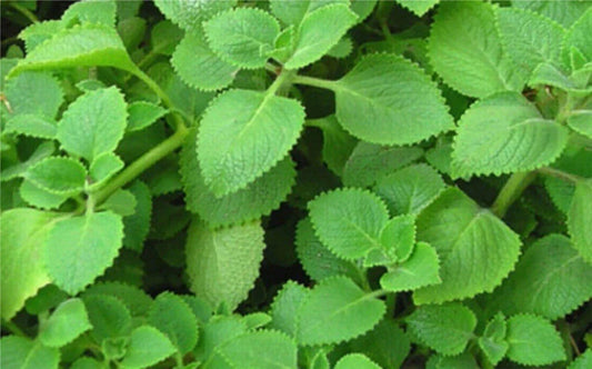 Live Mexican Mint Plants - 2 Pack, Hyptis suaveolens, Aromatic Culinary Herb, Well-Rooted, Drought-Tolerant, Pollinator-Friendly