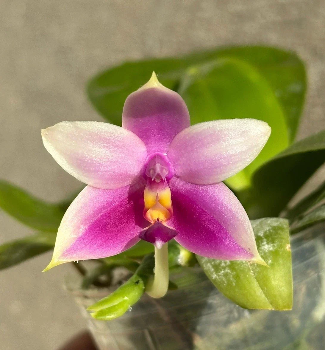 Phalaenopsis Orchid Plant - Fragrant Blooming Variety - Phalaenopsis violacea - Indoor Houseplant with Vibrant Blooms