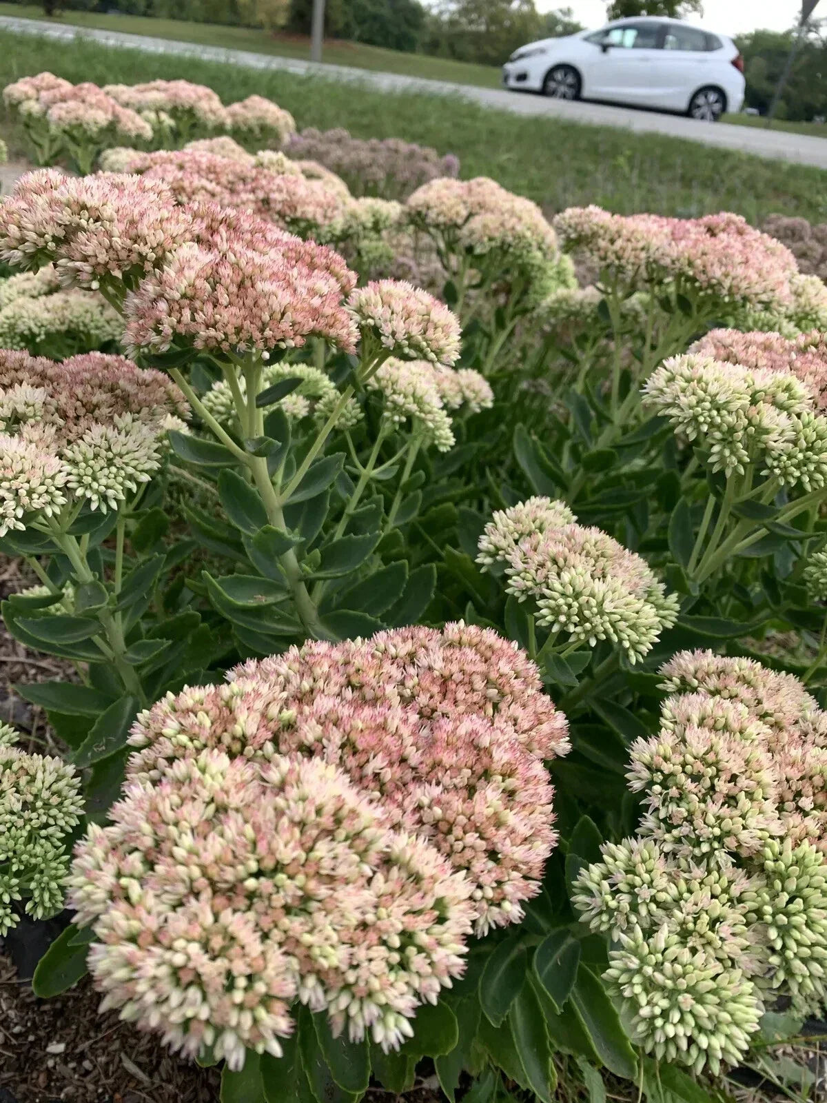 Sedum Autumn Joy Bare Root Plant | Pink Flowers | Perennial Ground Cover | Attracts Bees | Sedum spectabile