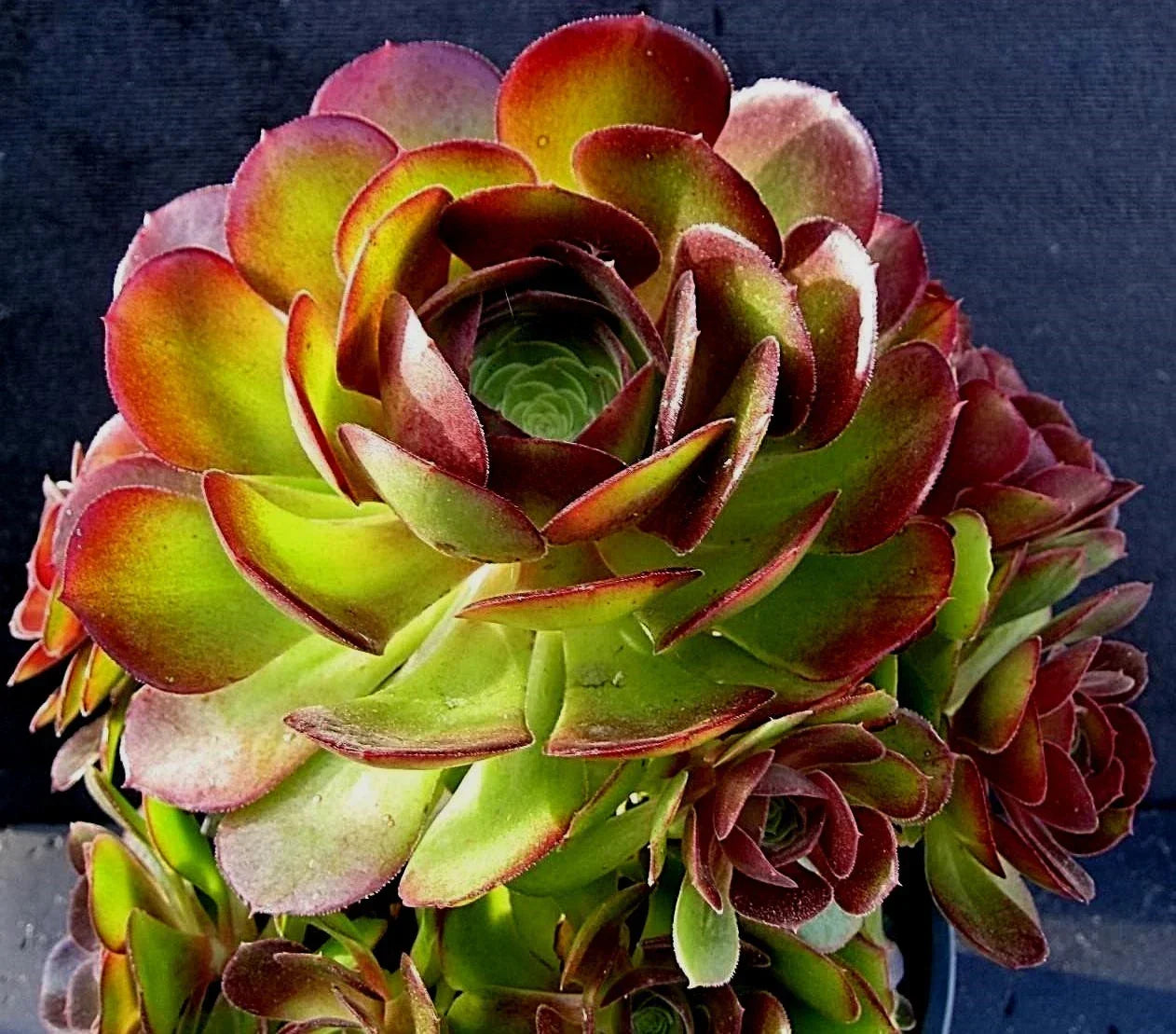 Rare Aeonium Durango Succulent Cuttings - 2 Pieces, Green Rosette Plant, Crassulaceae, Indoor & Outdoor Garden