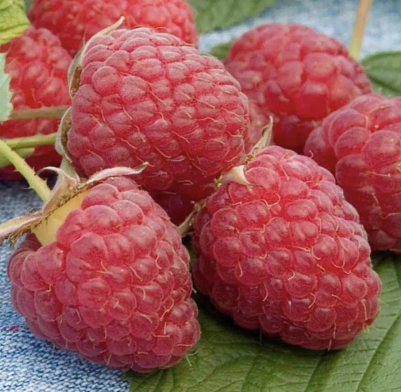 Red Raspberry Plants - Five Bare Root Rubus idaeus - Fresh Fruit, Sweet Berries, Easy to Grow