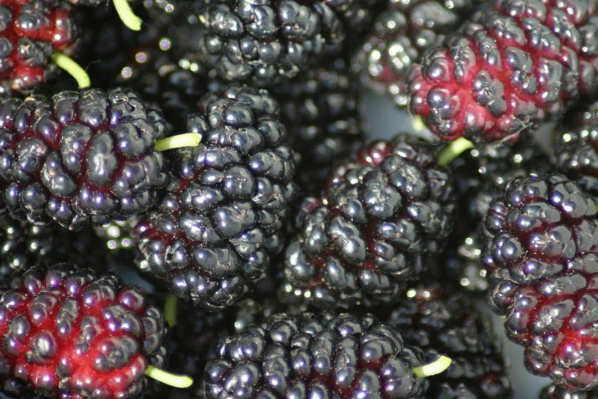 Organic Black Mulberry Cuttings - 12 Non-GMO Morus nigra Thin Plant Clippings for Garden Propagation