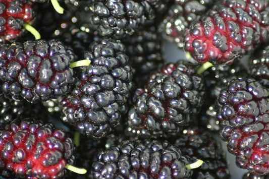 Organic Black Mulberry Cuttings - 12 Non-GMO Morus nigra Thin Plant Clippings for Garden Propagation
