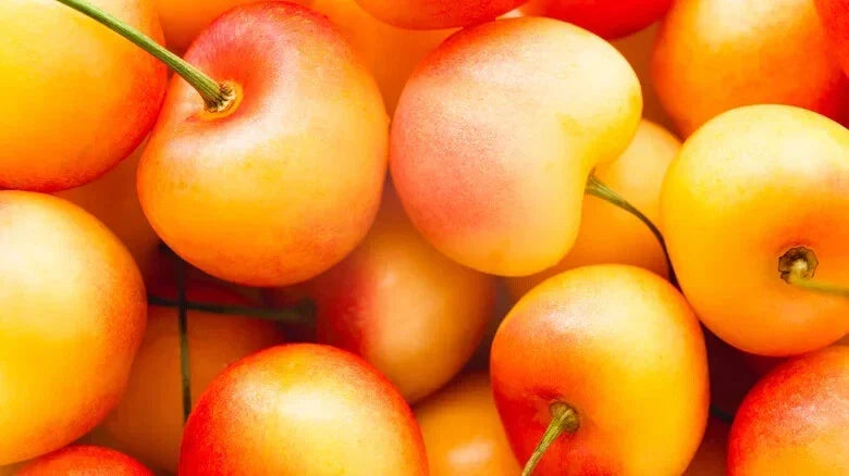 Rainier Cherry Seeds Pack of 10+ | Sweet Cherry Variety Prunus avium for Home Garden Planting