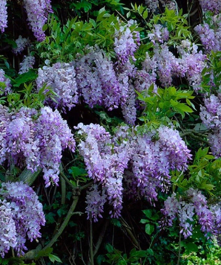 Dark Purple Chinese Wisteria Seeds - Perennial Climbing Flower Seeds Wisteria sinensis for Garden, Trellis & Fence