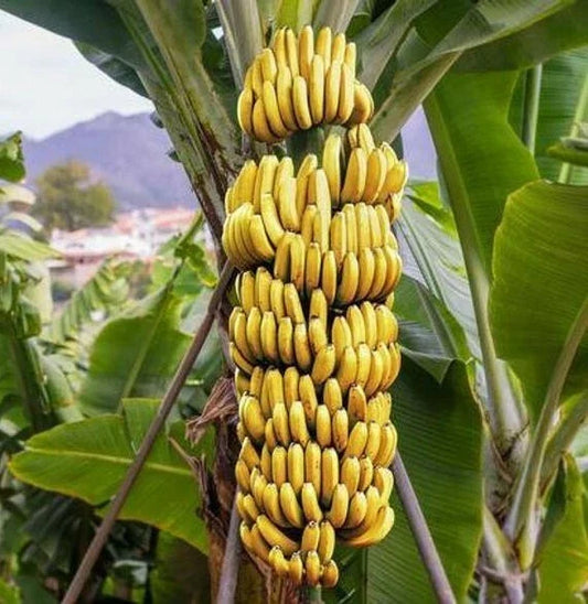 Live Dwarf Cavendish Banana Tree Starter Plant – Musa acuminata – Indoor & Outdoor Gardening, Compact, Easy Care