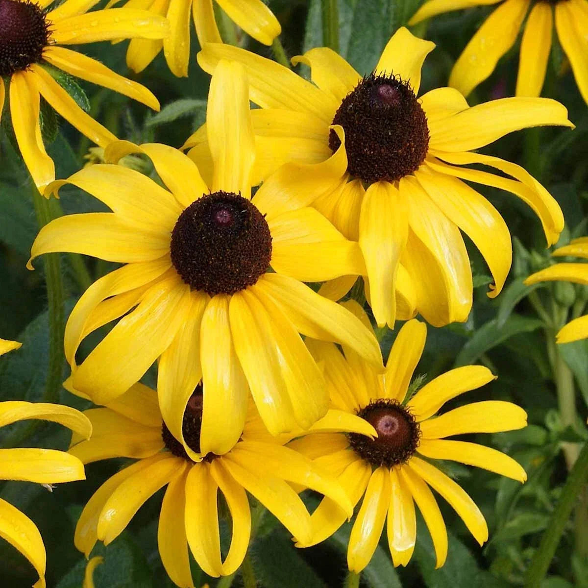 Black Eyed Susan Wildflower Seeds 1Lb - Rudbeckia hirta - Garden, Meadow, Wildflower Landscape - Everwilde Farms Mylar Packet