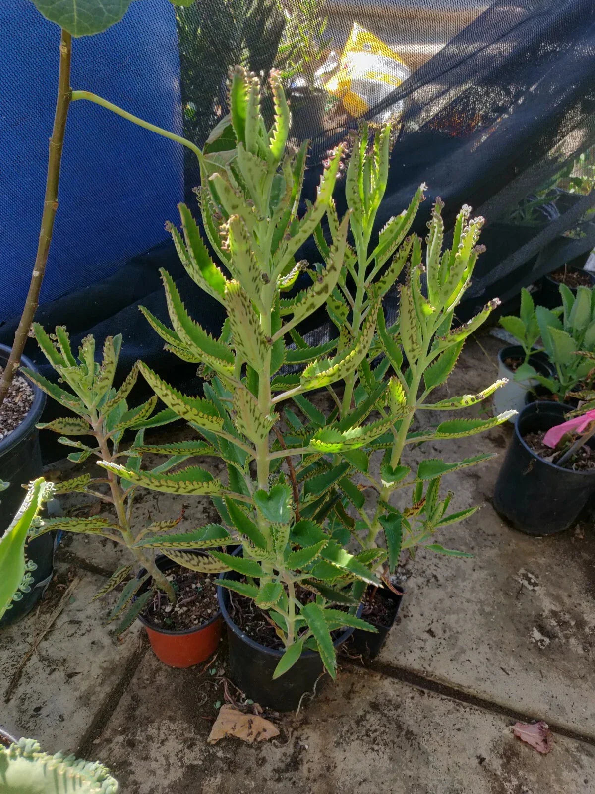 15 Organic Kalanchoe Aranto Succulent Plants - Mother of Thousands, Mala Madre, Madre de Miles for Indoor Gardens