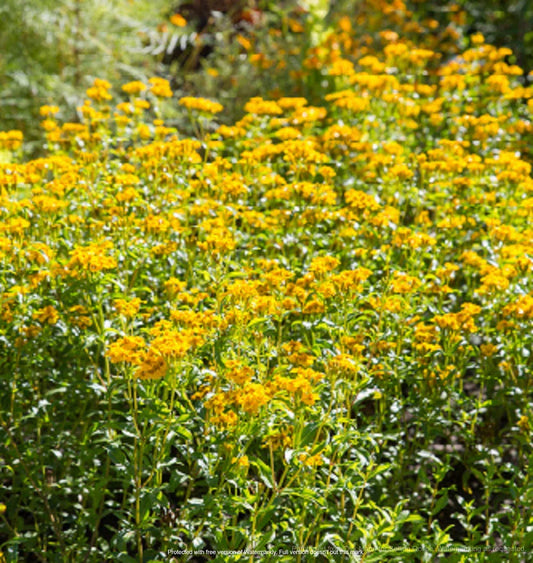 Mexican Mint Marigold Seeds 100+ | Tagetes Lucida Herb, Culinary & Medicinal Plant, Bright Yellow Flowers