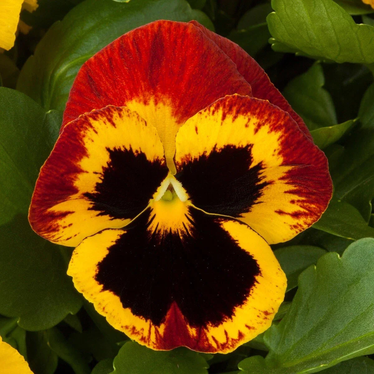 Pansy Seeds 50 Majestic Giant Fire Viola tricolor var. hortensis Bright Colorful Blooms for Garden & Containers