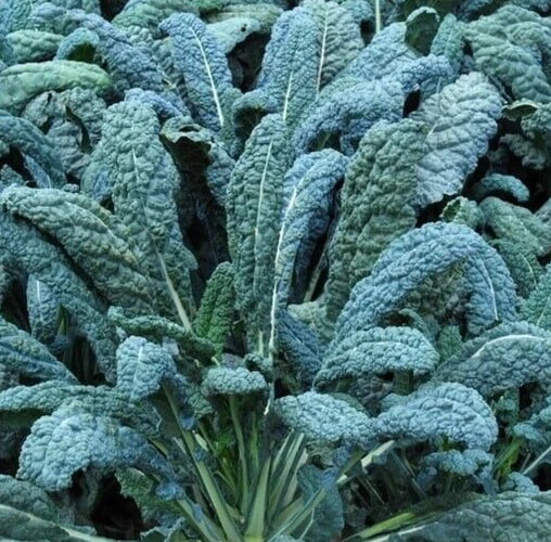 Lacinato Kale Seeds Seed Packet 600+ Non-GMO Dinosaur Kale Brassica oleracea var. sabellica Cool Weather Vegetable Garden