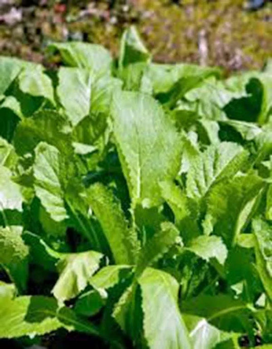 Mustard Greens Seeds 500 Count - Non-GMO Heirloom Brassica juncea for Leafy Greens, Salad, Cooking