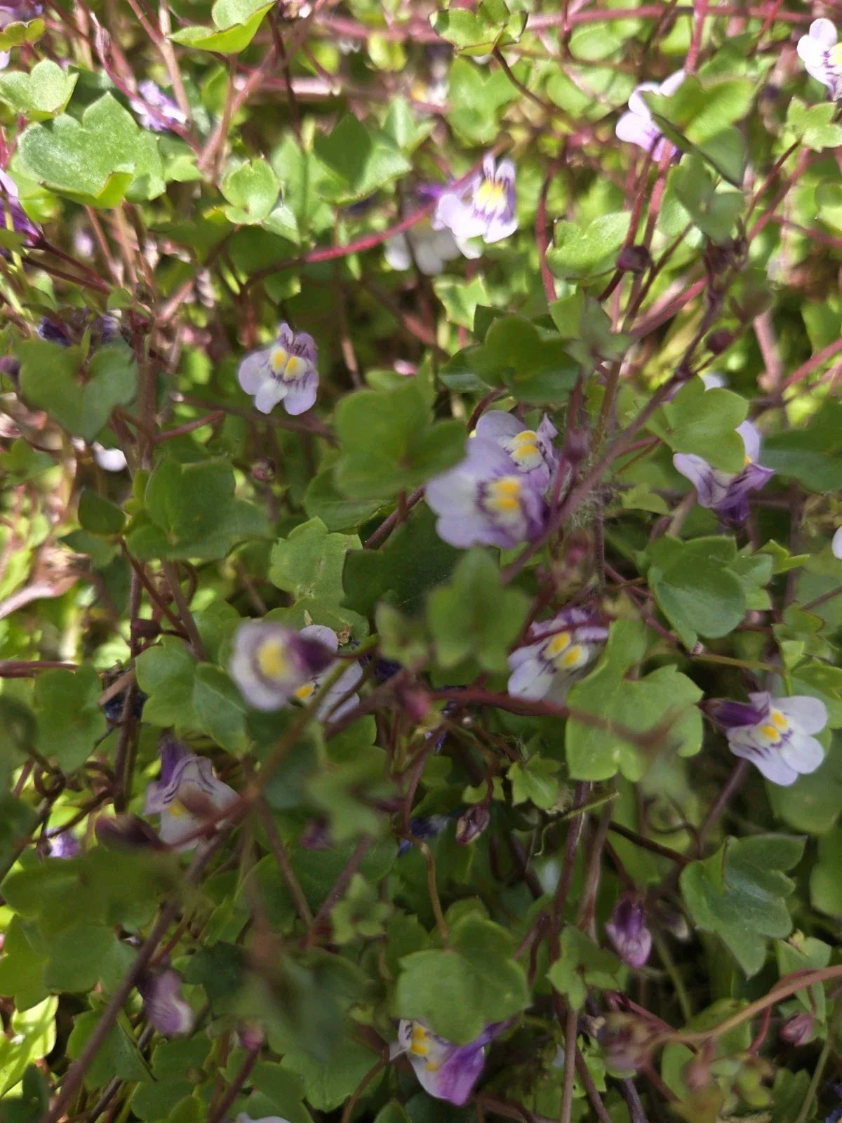 Live Kenilworth Ivy Root Cuttings, Cymbalaria Muralis Groundcover Perennial for Shade Gardens