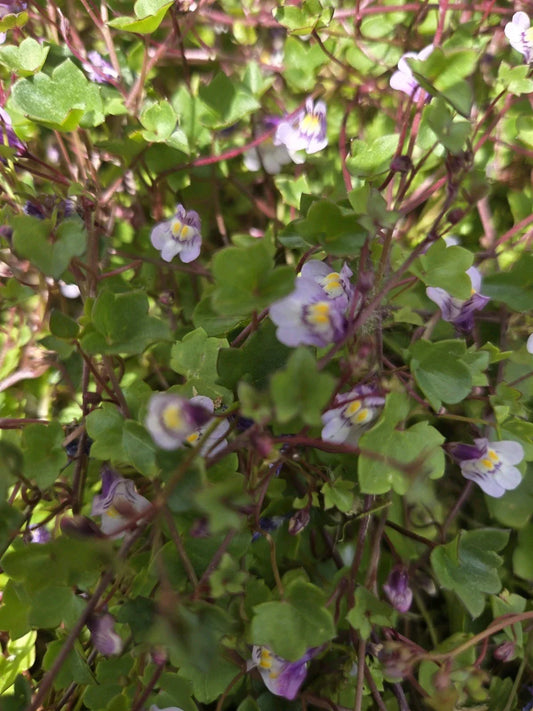 Live Kenilworth Ivy Root Cuttings, Cymbalaria Muralis Groundcover Perennial for Shade Gardens