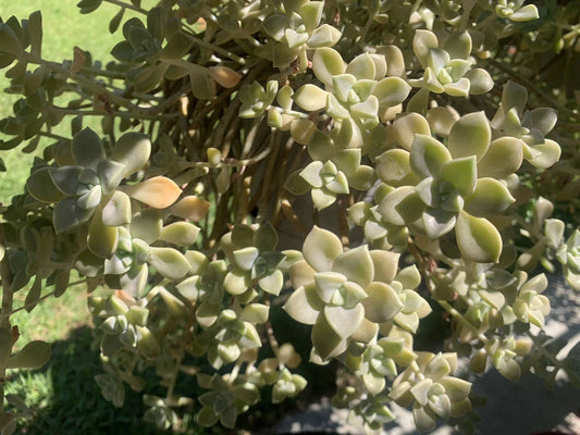 Live Succulents Cuttings - Ghost Plant Rosette - Garden Decor - Graptopetalum paraguayense - Drought-Tolerant, Easy Care, Pale Gray-Green Foliage
