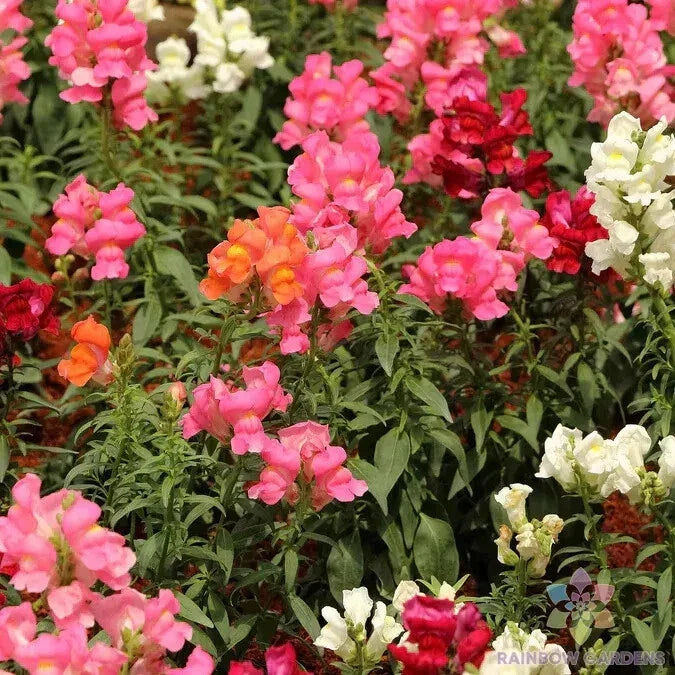 Snapdragon Seeds - 1000+ Magic Carpet Mix - Antirrhinum majus Garden Flower Seeds for Borders, Containers, and Beds