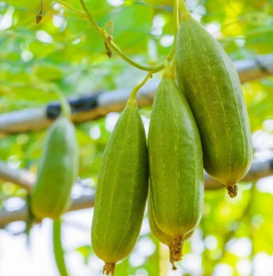 Heirloom Luffa Seeds - 20 Non-GMO Vegetable Sponge Gourd Luffa cylindrica for Sustainable Household Cleaning