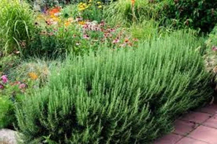 Organic Rosemary Herb Plants Live Dipped Cuttings - 10" Salvia rosmarinus for Culinary, Indoor & Outdoor Gardens