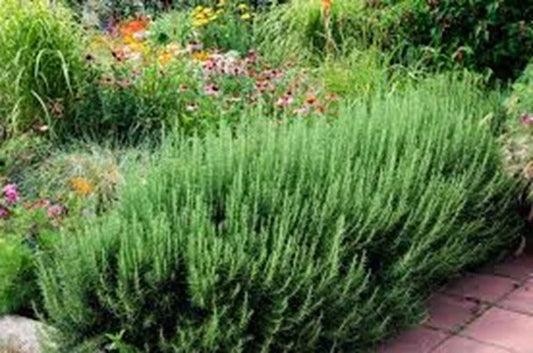 Organic Rosemary Herb Plants Live Dipped Cuttings - 10" Salvia rosmarinus for Culinary, Indoor & Outdoor Gardens