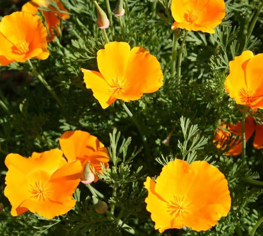Orange California Poppy Seeds - Over 600 Annual Flower Seeds for Gardens, Borders, and Pollinator Attracting Eschscholzia californica