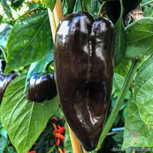 Mulato Isleno Hot Pepper Seeds - 25+ Pack, Capsicum annuum, Spicy Culinary Peppers for Garden Planting, Indoor & Outdoor
