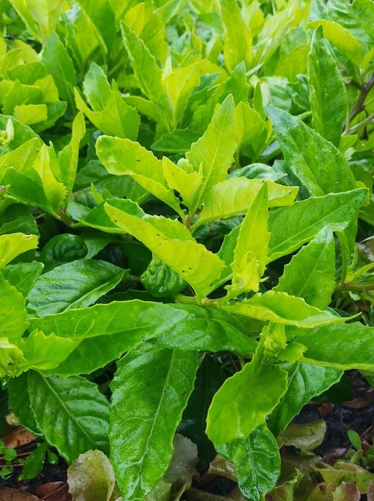 Longevity Spinach Plant Cuttings – 8 Gynura Procumbens Edible Greens for Home Gardening, Fresh Nutrition, Easy to Grow