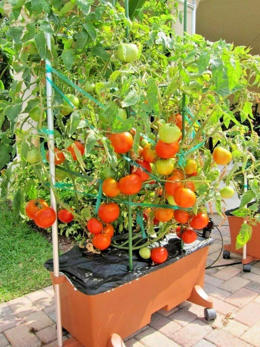 Organic Patio Bush Tomato Seeds - Compact Solanum lycopersicum 'Patio Bush' for Container Gardening, 26+ Seeds