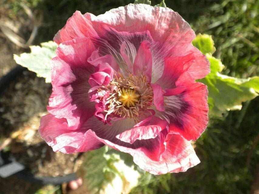 Turkish Blue Poppy Seeds - Organic Breadseed Papaver somniferum, 500 Seeds for Garden, Edible Seeds, Vibrant Blue Flowers