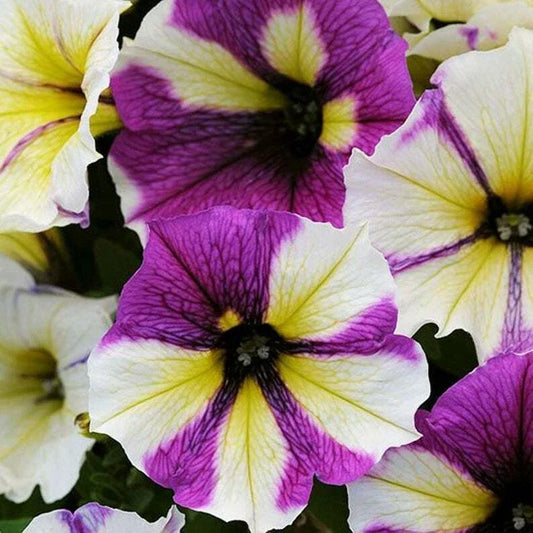 Petunia Seeds - 50 Pack - Yellow, Purple, White Mix - Petunia x hybrida - Annual & Perennial Flowers for Garden, Containers