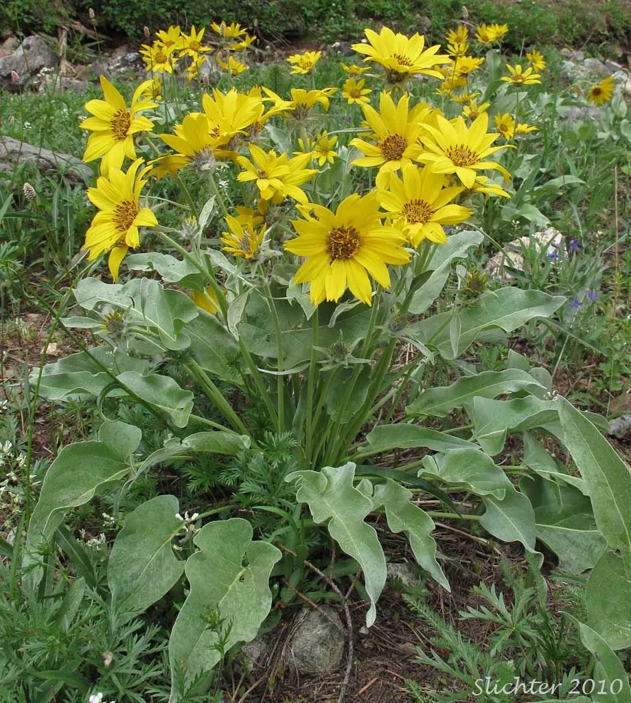 Wildflower Seeds – Arrowleaf Balsamroot (Balsamorhiza sagittata) – Native North American Drought-Tolerant Yellow Blooms