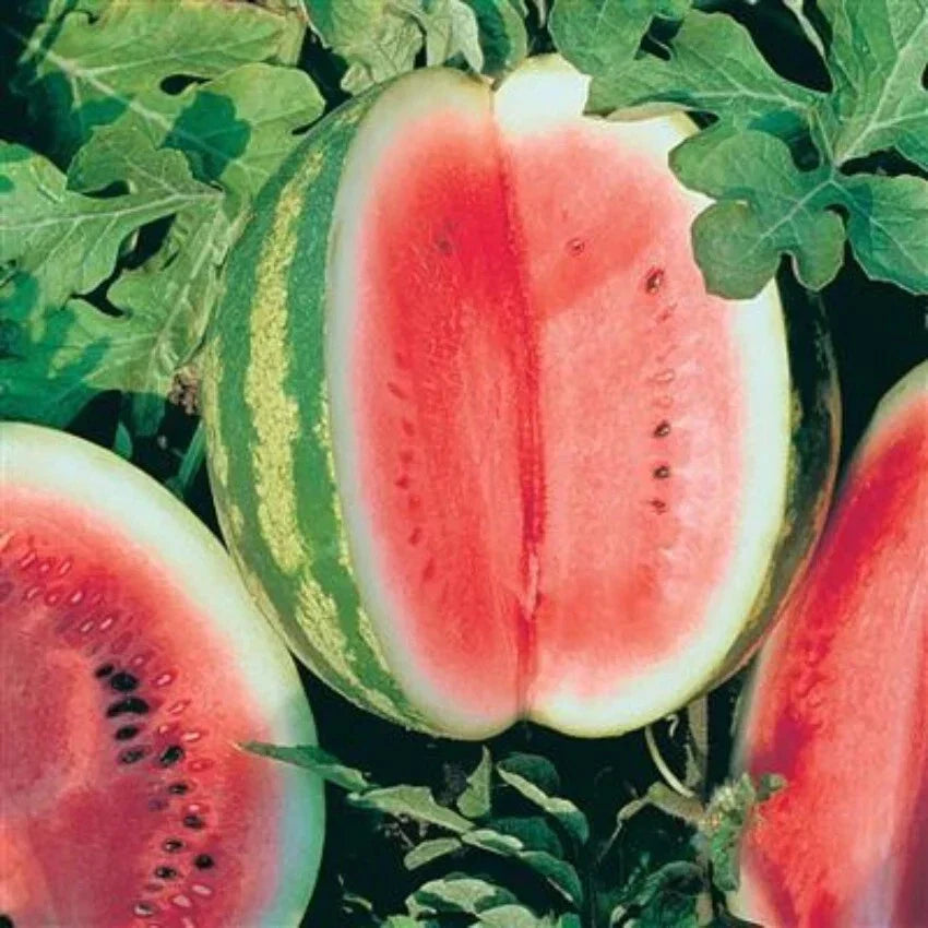 Crimson Sweet Watermelon Seeds - 20 Premium Citrullus lanatus Packaged Seeds for Home Garden, Juicy, Sweet, and Easy to Grow