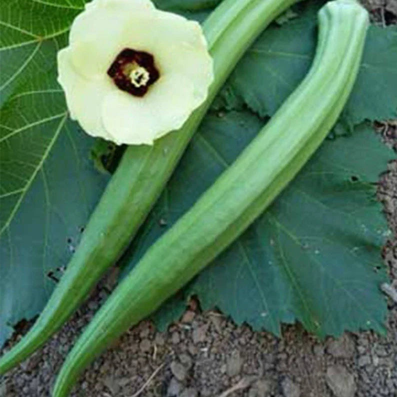 Perkins Long Green Pod Okra Seeds - 50+ Heirloom Organic Seeds - Abelmoschus esculentus - Non-GMO, Easy to Grow