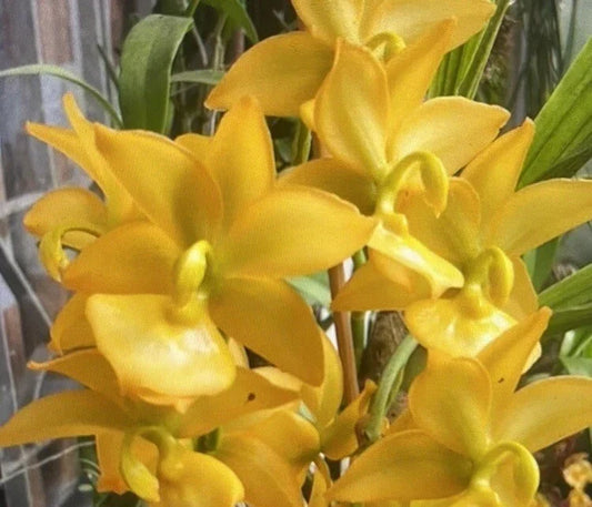 Orchid Plant Bulb Cyc Taiyhoung No #1 Smtoga Bare Root – Exotic Orchid for Home Garden, Indoor Plant, Flowering Orchid