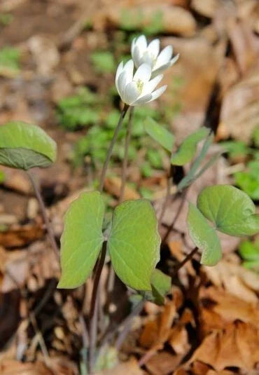 Twinleaf Bare Roots Jeffersonia diphylla Native Perennial for Shade Gardens, Woodland, Pollinator-Friendly