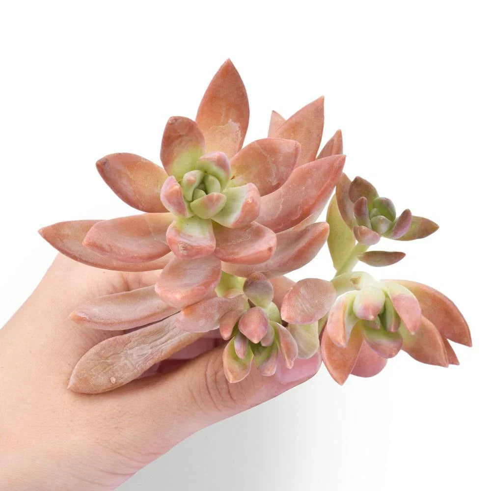 Fresh Sedum Adolfii Succulent Cuttings - Easy-to-Grow Plant Favors for Crafts & Arrangements
