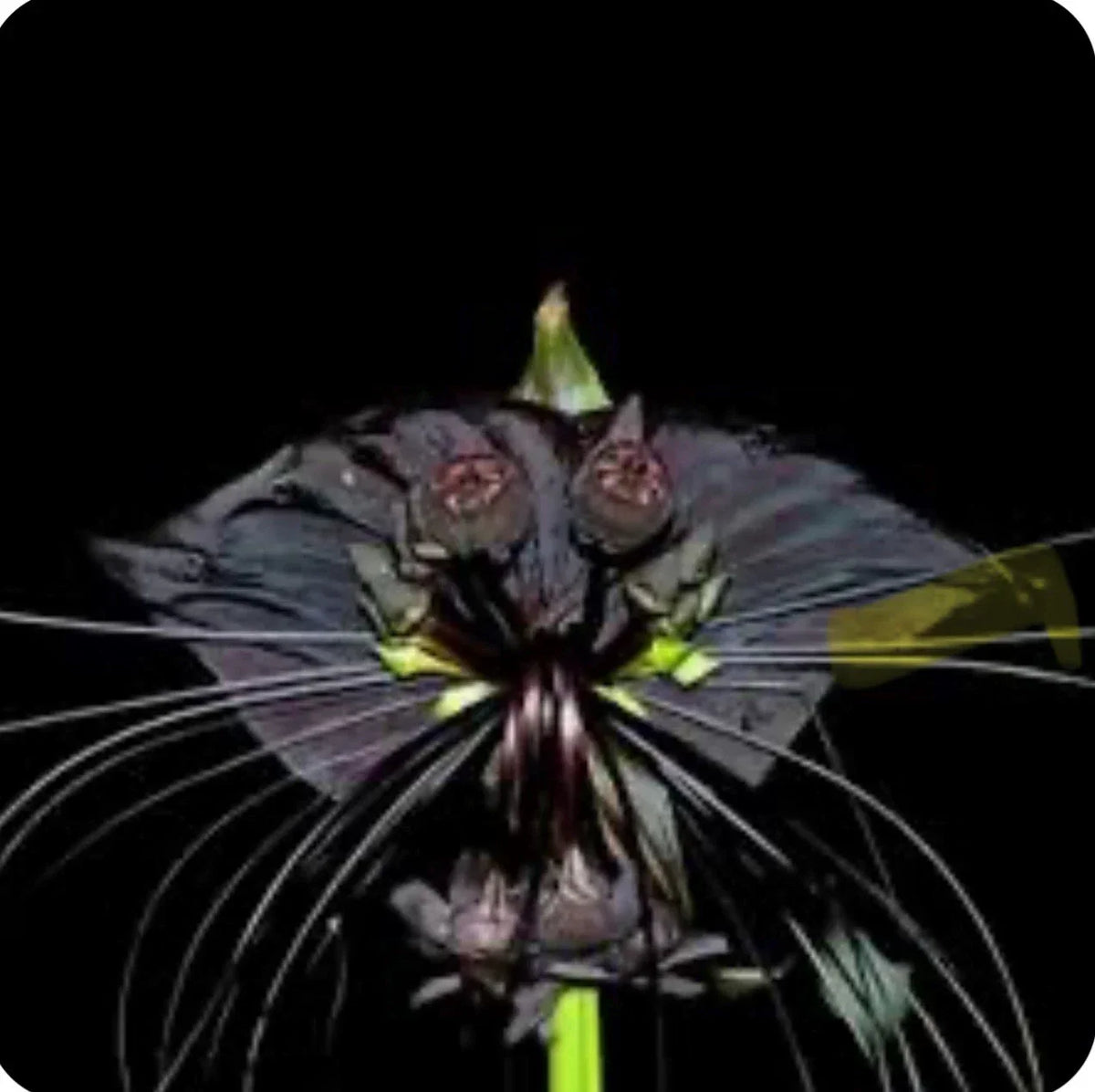 Black Bat Flower Starter Plant - Small Rooted Tacca chantrieri - Unique Black Lily with Bat-Shaped Flowers