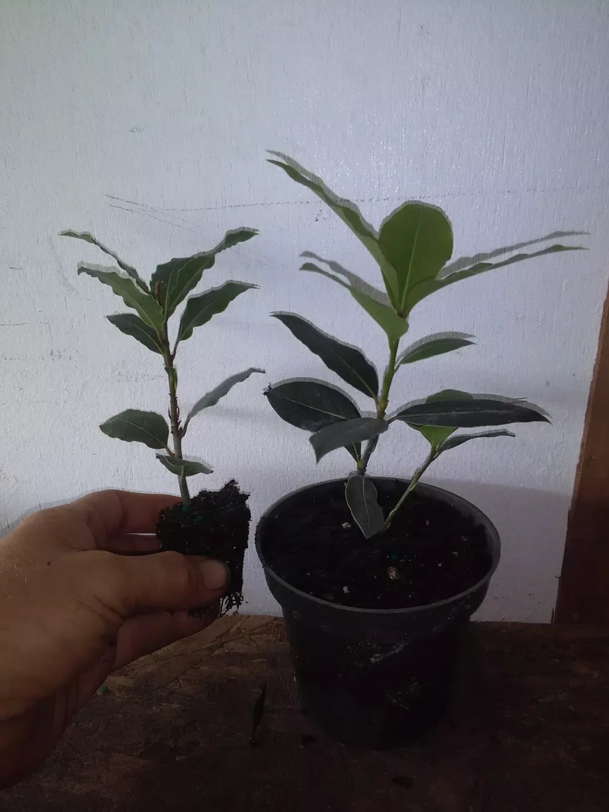 Bay Leaf Tree Plant - Live Rooted Cutting - Laurus nobilis - Pesticide Free - Indoor/Outdoor Gardening - Fresh Culinary Herb