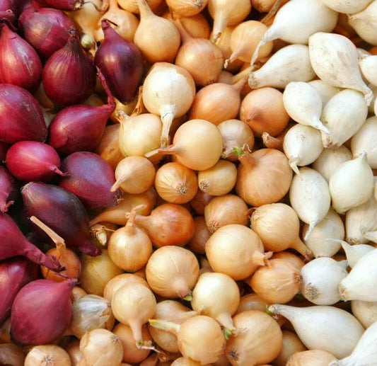 Mixed Onion Sets - 3 Color Bulbs (Yellow, Red, White) Allium cepa for Gardening & Cooking