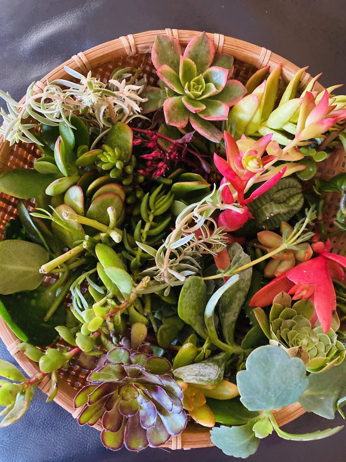 Assorted Organic Succulent Cuttings Variety Pack for Gardens and Terrariums - Easy Care, Healthy, Sustainable Succulents